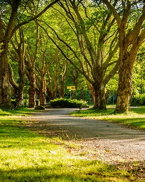 Живописное окружение