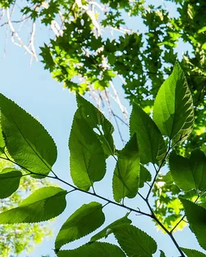 В окружении деревьев
