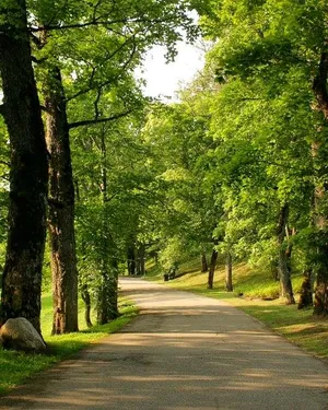 Парк в пешей доступности