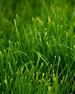 Собственный парк