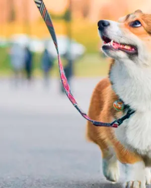Площадка для выгула собак