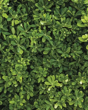 Благоустройство и озеленение территории