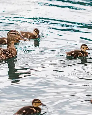 Набережная в пешей доступности