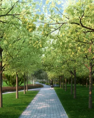Аллеи для прогулок 