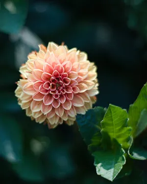 Грядки добрососедства