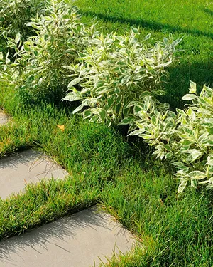 Благоустройство территории